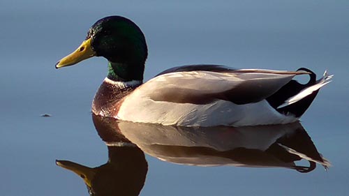Mallard