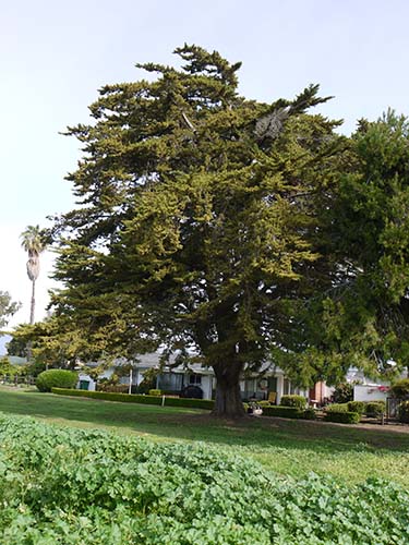 Monterey cypress
