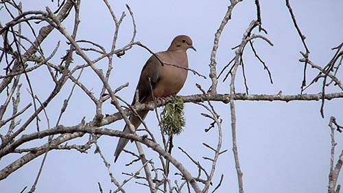 Mourning dove
