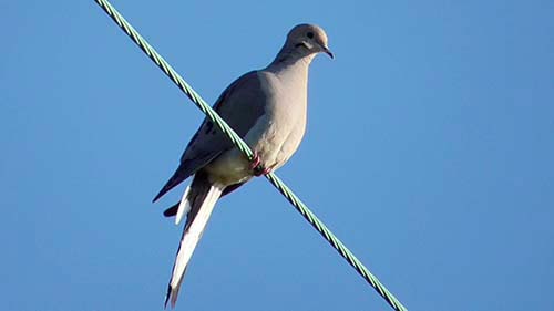 Mourning dove