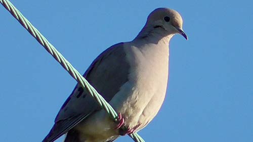 Mourning dove