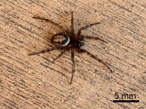 Noble false widow