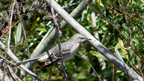 Northern mockingbird