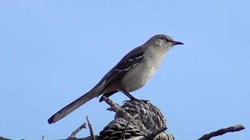 Northern mockingbird