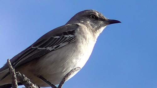 Northern mockingbird