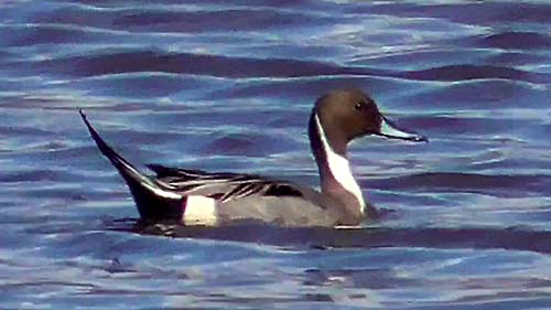 Northern pintail
