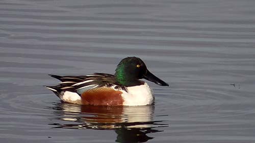 Northern shoveler
