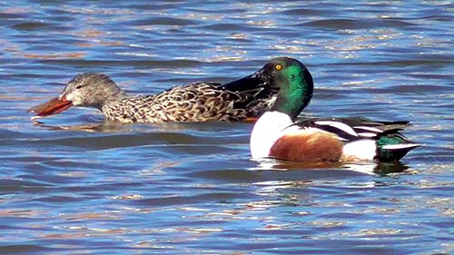 Northern shoveler