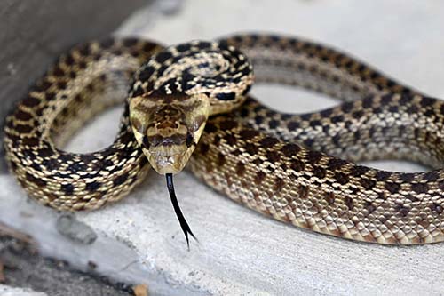 PacificGopherSnake