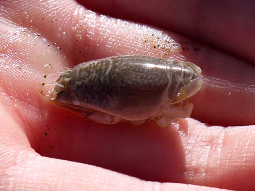 Pacific sand crab