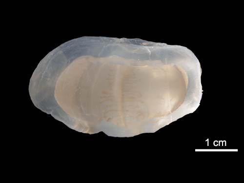 Polyorchis penicillatus