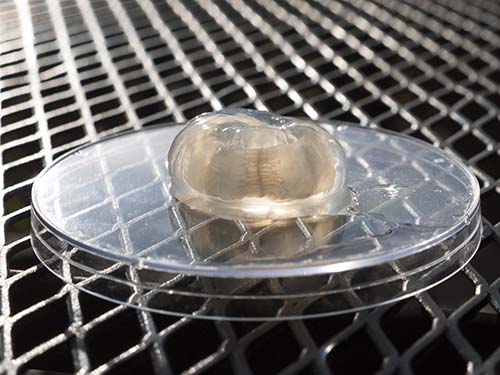 Polyorchis penicillatus