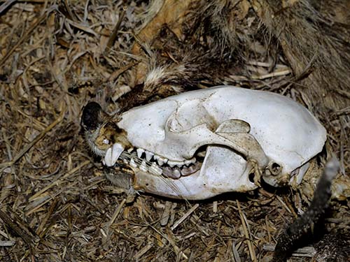 Raccoon skull