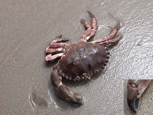 Red rock crab
