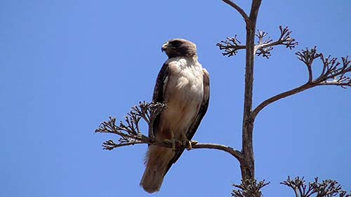 Red-tailed hawk