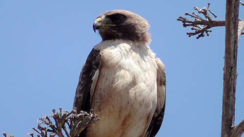 Red-tailed hawk
