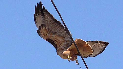 Red-tailed hawk
