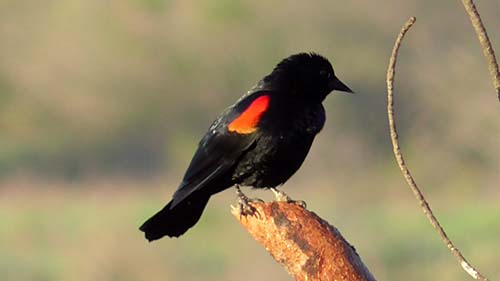 Red-winged blackbird