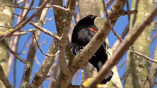 Red-winged blackbird