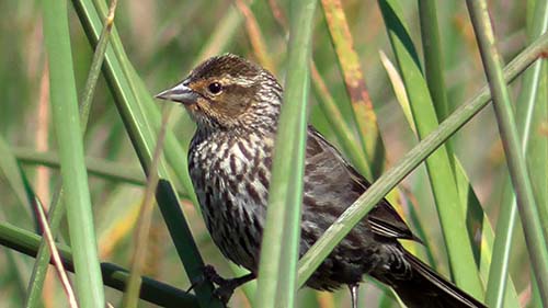 Red-winged blackbird