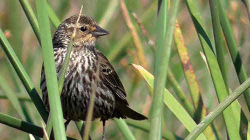 Red-winged blackbird
