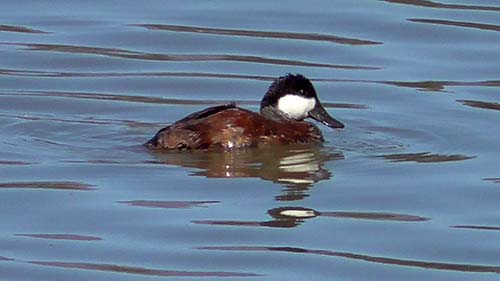 Ruddy duck