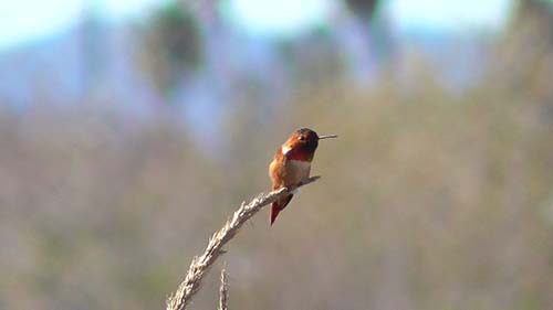 Rufous hummingbird