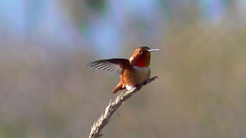 Rufous hummingbird