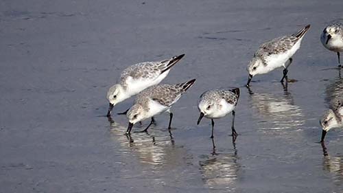 Sanderling