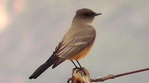 Say's phoebe