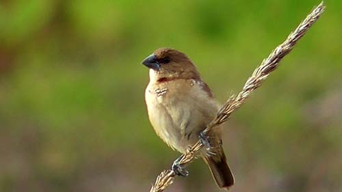 Scaly-breasted munia