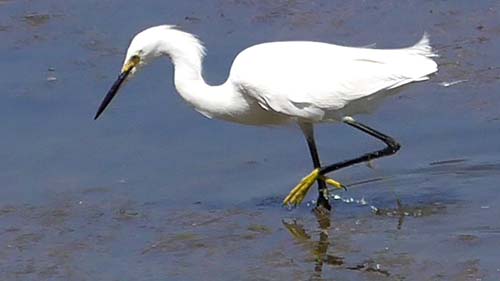 Great egret