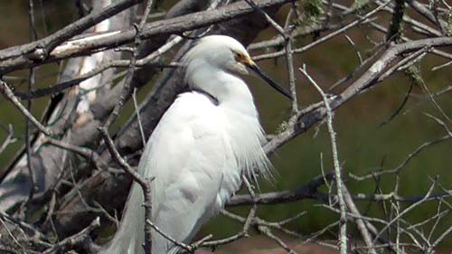 Great egret
