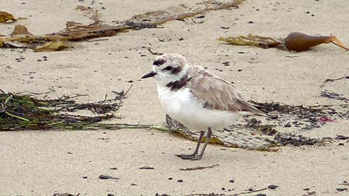 Snowy plover