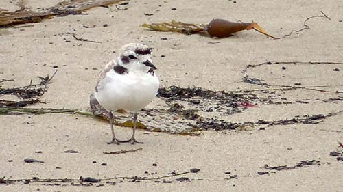 Snowy plover