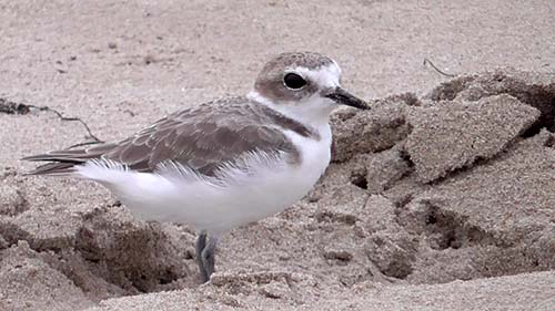 Snowy plover