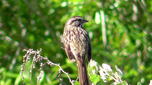 Song sparrow