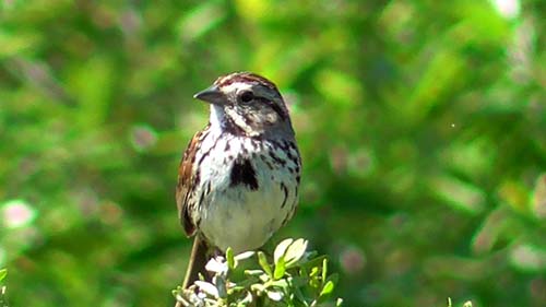 Song sparrow