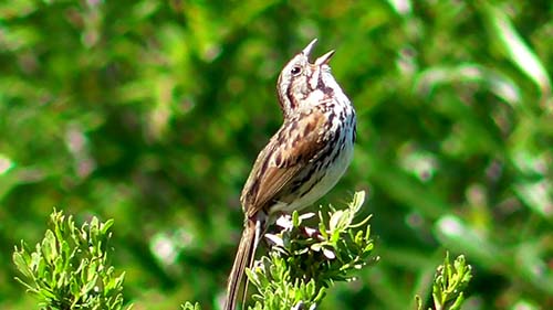 Song sparrow