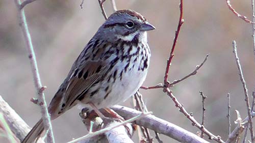 Song sparrow