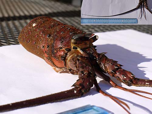 Spiny lobster