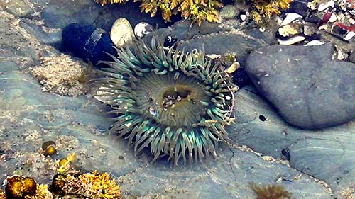 Startburst anemone