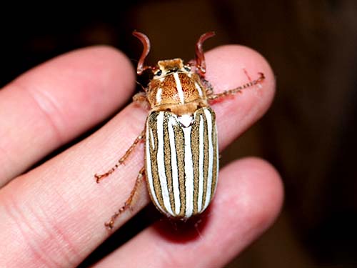 Ten-lined June beetle