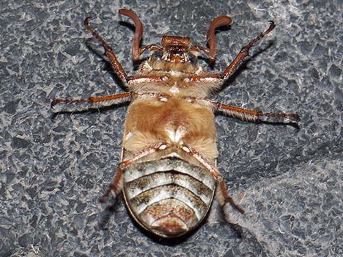 Ten-lined June beetle