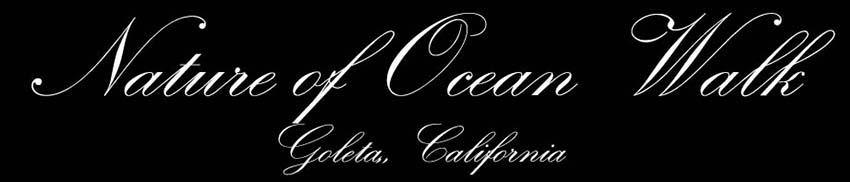 Nature of Ocean Walk