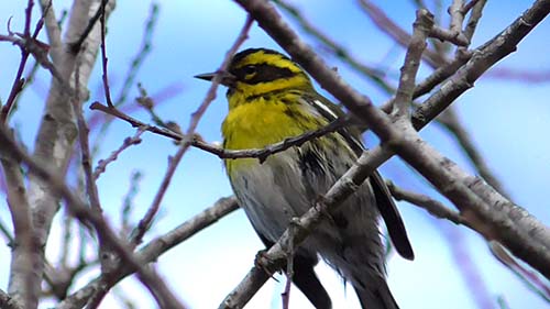 Townsend's warbler
