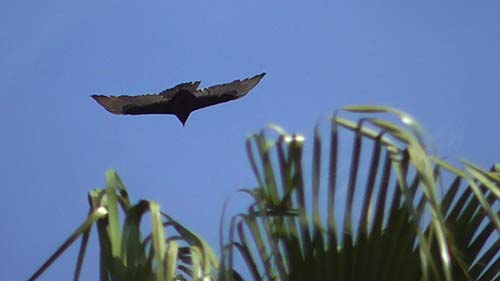 Turkey vulture