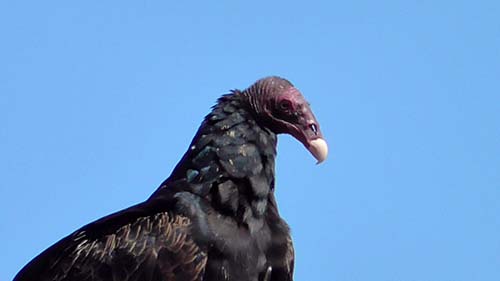 Turkey vulture