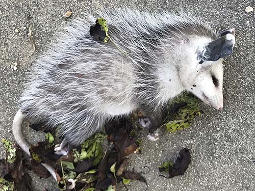 Virginia opposum