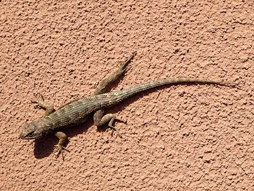 Western fence lizard